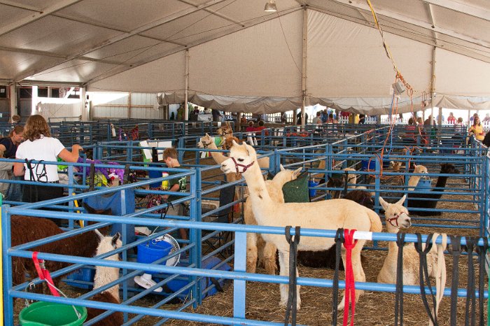 Livestock Tent